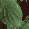 Hydrangea paniculata, leaves