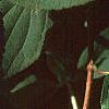 Hydrangea paniculata, leaves