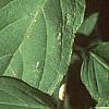 Hydrangea paniculata, leaves