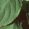 Hydrangea paniculata, leaves