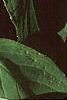 Hydrangea paniculata, leaves