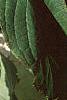 Hydrangea paniculata, leaves