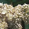 Hydrangea paniculata, flowers