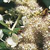 Hydrangea paniculata, flowers