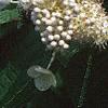 Hydrangea paniculata, flowers