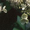 Hydrangea paniculata, flowers
