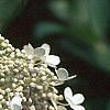 Hydrangea paniculata, flowers