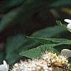 Hydrangea paniculata, flowers