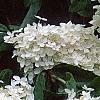 Hydrangea paniculata, flowers