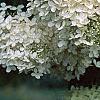 Hydrangea paniculata, flowers
