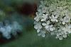 Hydrangea paniculata, flowers