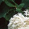 Hydrangea paniculata, flowers