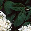 Hydrangea paniculata, flowers