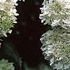 Hydrangea paniculata, flowers
