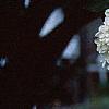 Hydrangea paniculata, flowers