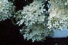 Hydrangea paniculata, flowers