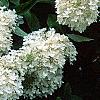 Hydrangea paniculata, flowers