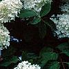 Hydrangea paniculata, flowers