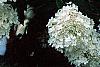 Hydrangea paniculata, flowers