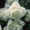 Hydrangea paniculata, flowers