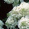 Hydrangea paniculata, flowers