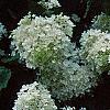 Hydrangea paniculata, flowers