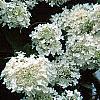 Hydrangea paniculata, flowers