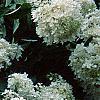Hydrangea paniculata, flowers