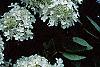 Hydrangea paniculata, flowers