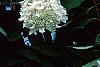 Hydrangea paniculata, flowers