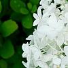 Hydrangea paniculata 'Little Lamb', flowers