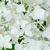Hydrangea paniculata 'Little Lamb', flowers