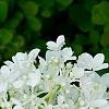 Hydrangea paniculata 'Little Lamb', flowers