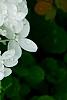 Hydrangea paniculata 'Little Lamb', flowers