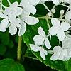 Hydrangea paniculata 'Little Lamb', flowers