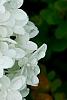 Hydrangea paniculata 'Little Lamb', flowers
