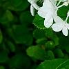 Hydrangea paniculata 'Little Lamb', flowers