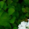 Hydrangea paniculata 'Little Lamb', flowers