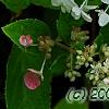 Hydrangea paniculata 'Little Lamb', flowers