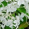 Hydrangea paniculata 'Little Lamb', flowers