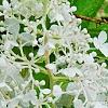 Hydrangea paniculata 'Little Lamb', flowers