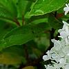 Hydrangea paniculata 'Little Lamb', flowers