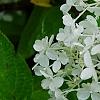 Hydrangea paniculata 'Little Lamb', flowers