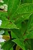Hydrangea paniculata 'Little Lamb', flowers