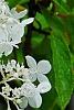 Hydrangea paniculata 'Little Lamb', flowers