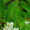 Hydrangea paniculata 'Little Lamb', flowers