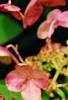 Hydrangea paniculata 'Bulk', flowers