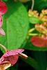 Hydrangea paniculata 'Bulk', flowers
