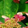 Hydrangea paniculata 'Bulk', flowers