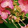 Hydrangea paniculata 'Bulk', flowers